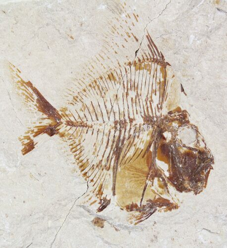 Beautiful Aipichthys Fossil Fish (Part & Counterpart) - Lebanon #24096